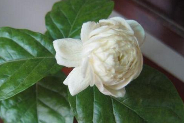 虎頭茉莉有毒嗎，沒有毒性可以方向養(yǎng)護(hù)