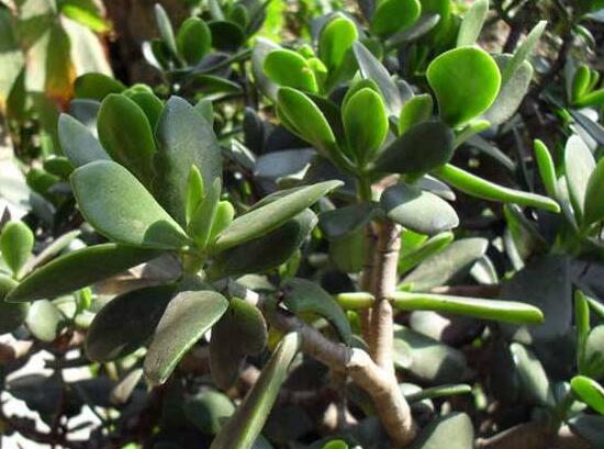 燕子掌怎么養(yǎng)長(zhǎng)得更快，做好五個(gè)要點(diǎn)盆盆爆滿