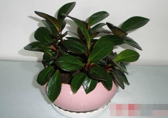 紫邊碧玉椒草的養(yǎng)殖方法和注意事項嗎，老農(nóng)教你六大基本養(yǎng)殖方法