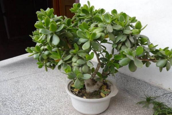 燕子掌爛根怎么辦，及時清理爛根并更換土壤