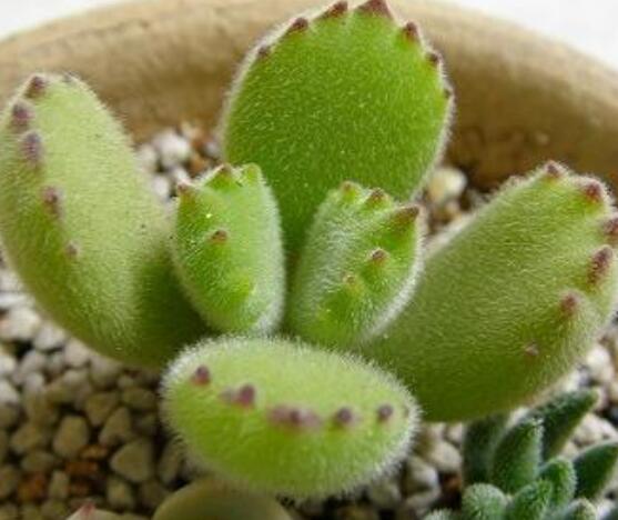 熊童子徒長(zhǎng)怎么辦，做好四個(gè)要點(diǎn)生長(zhǎng)健壯飽滿(mǎn)