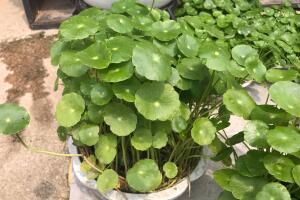 銅錢草怎么施肥，銅錢草需要什么肥料