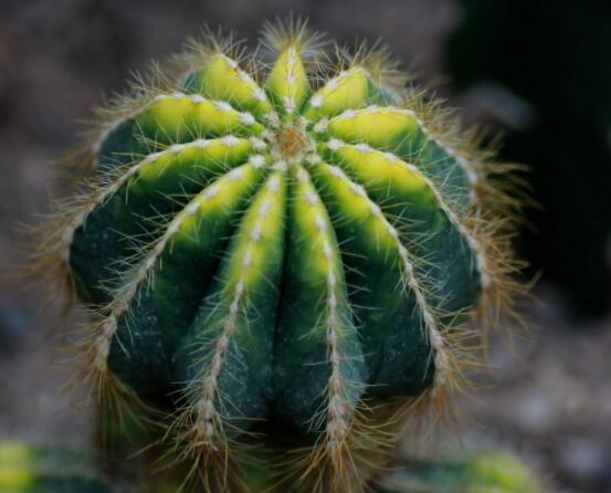 仙人球的養(yǎng)殖方法和注意事項(xiàng)，做好五個(gè)要點(diǎn)一年四季健康茂盛