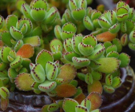 熊童子開花寓意，一片生機(jī)勃勃的綠色景象(美好寓意)