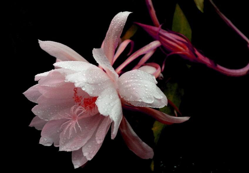 曇花爛根怎么處理，及時(shí)處理不然會(huì)造成無藥可救的狀態(tài)