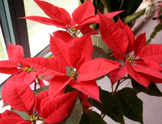 一品紅如何剪枝，春夏季節(jié)修剪最好(兩次摘心)