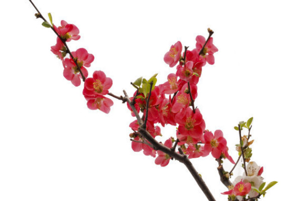 梅花養(yǎng)殖方法和注意事項