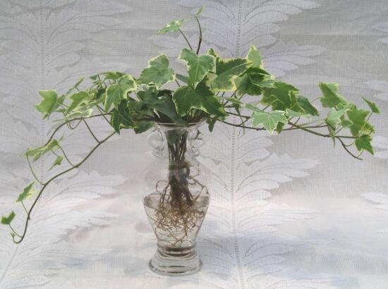 常春藤可以水培嗎，常春藤水培養(yǎng)殖方法