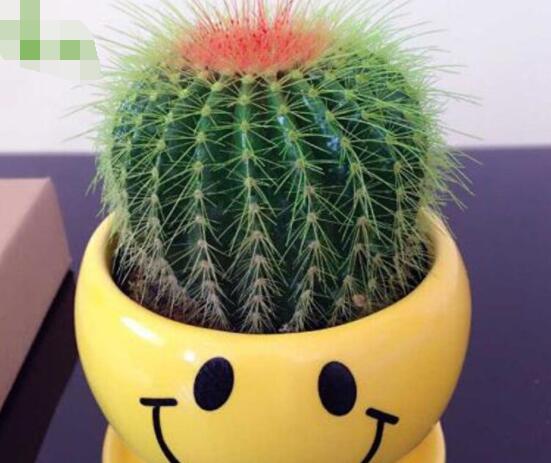 仙人球防輻射嗎，不能/只能防太陽紫外線(光學(xué)輻射)