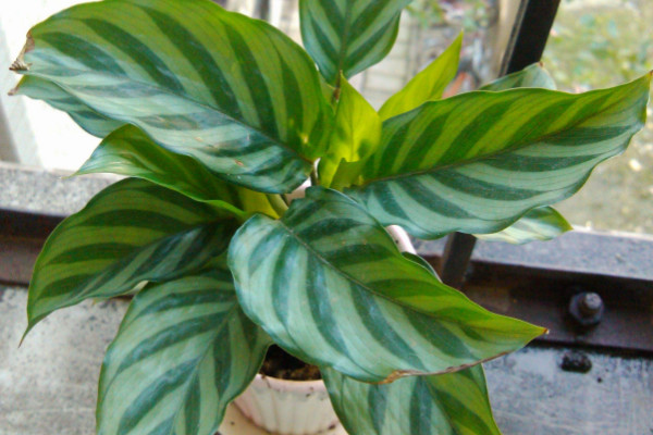 滴水觀音與金鉆的區(qū)別