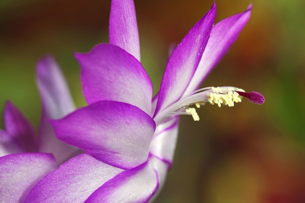 蟹爪蘭有花苞了怎么養(yǎng)