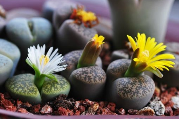 生石花最合適光照度，只需要在夏季適當(dāng)遮陰即可