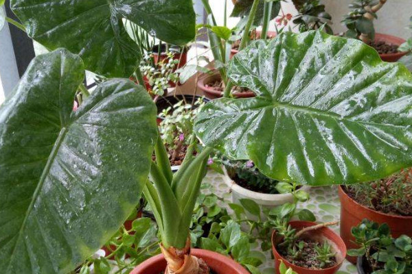 滴水觀音夏天的養(yǎng)殖方法