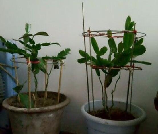 曇花的繁殖方法，盤點(diǎn)最常見的三種繁殖方法(扦插/播種/嫁接)