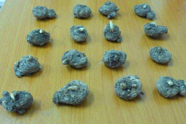 馬蹄蓮種球怎么種植，種植步驟以及前期養(yǎng)護(hù)技巧