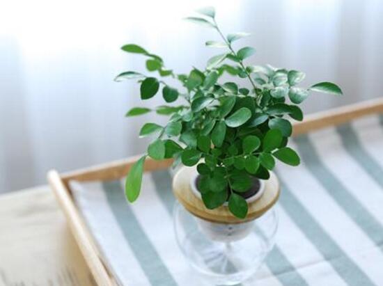 九里香可以水培嗎，九里香水培的養(yǎng)殖方法