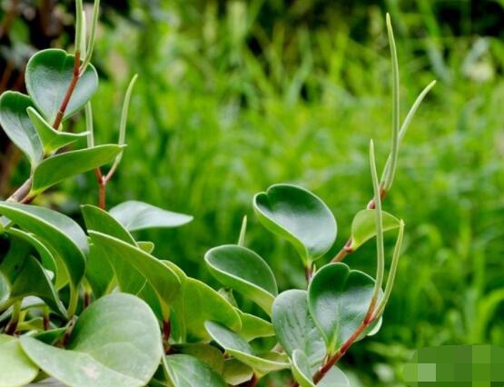 碧玉剪一小段能水培嗎，做好這簡(jiǎn)單四步可水培爆盆