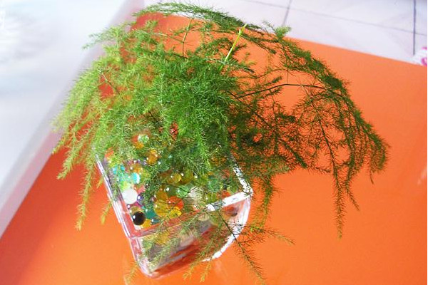 文竹可以水培嗎，可以水培需做好養(yǎng)護(hù)工作