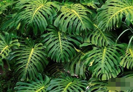 家里養(yǎng)龜背竹好嗎，吸收甲醛、凈化空氣、招財增壽