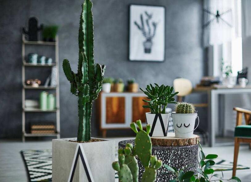 仙人掌的養(yǎng)殖方法和注意事項(xiàng)，小白都能學(xué)會(huì)的種植方法和技巧