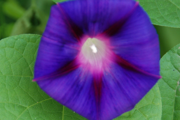 牽?；茉诨ㄅ枥锷L嗎