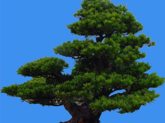 羅漢松能種大門兩邊嗎，可以/趨吉避兇、辟邪化煞