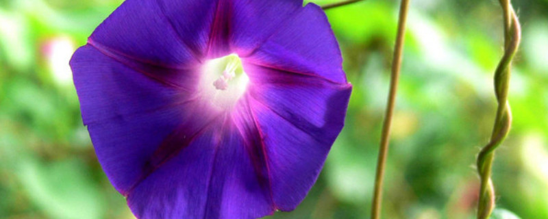 牽牛花能在陽臺上種么