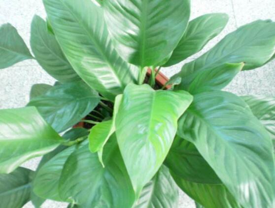 一帆風(fēng)順蔫了怎么補救，四種原因以及補救辦法