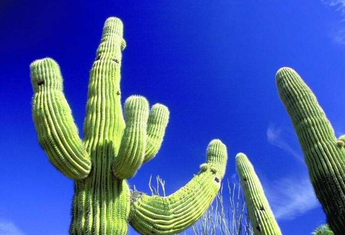 仙人球長小球要修剪嗎，最好把這些小球進(jìn)行移栽