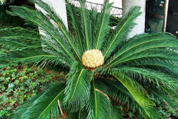 蘇鐵有哪些品種，常見蘇鐵品種介紹