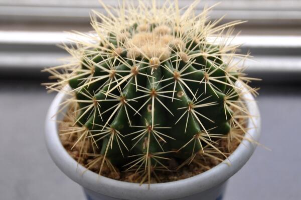 仙人球的換盆方法，5步即可完成仙人球換盆