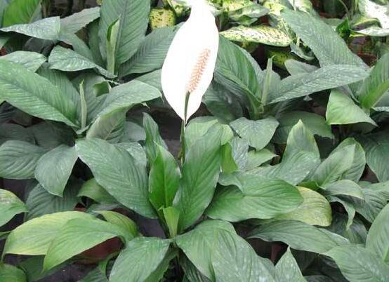 一帆風(fēng)順?biāo)B(yǎng)還是土養(yǎng)，土養(yǎng)最為合適(水養(yǎng)易爛根)