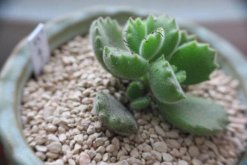 熊童子扦插圖解，4步即可完成熊童子的扦插