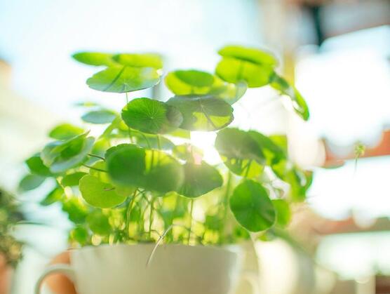 銅錢草怎么繁殖，盤點(diǎn)銅錢草三種繁殖方法(扦插/分株/播種)