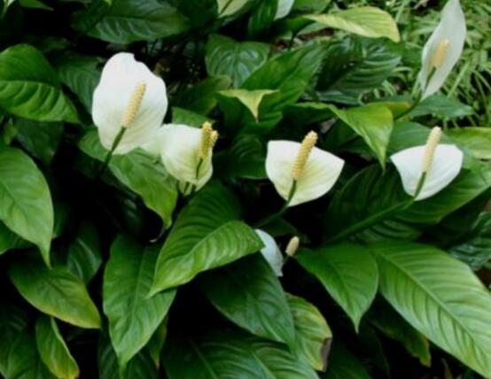 一帆風(fēng)順用什么花盆好，排水透氣、價格便宜素?zé)? data-mb0B=