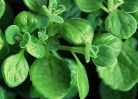 碰碰香的功效與作用，凈化空氣、消炎消腫，制作香精