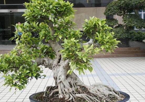 九里香盆栽的養(yǎng)殖方法，老農(nóng)總結(jié)五點最實用的養(yǎng)殖方法