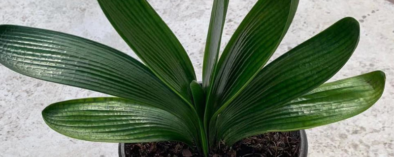 君子蘭葉片不會能剪去重生嗎