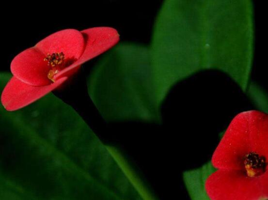 虎刺梅掉葉子怎么辦，四種原因以及解決方法