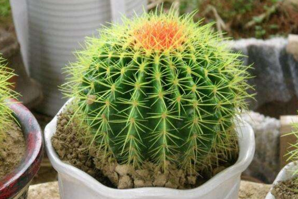 仙人球可以用沙子養(yǎng)嗎，光使用沙子是養(yǎng)不活的