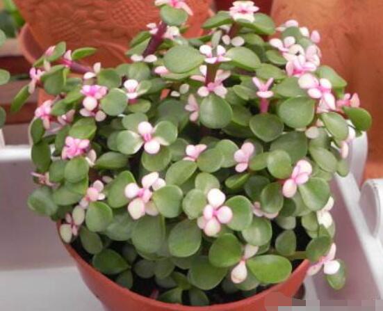 雅樂(lè)之舞適合什么花盆，陶盆、紫砂盆、泥瓦盆最為合適