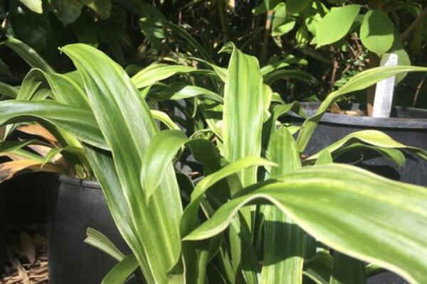 中華萬年青的養(yǎng)殖方法和注意事項：控制溫度合理施肥