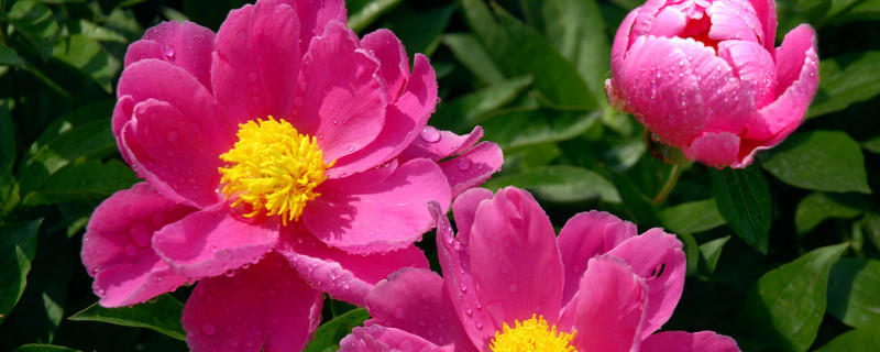 芍藥花期多長(zhǎng)