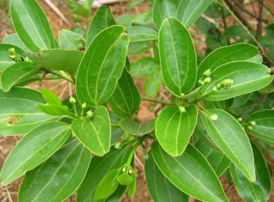 平安樹(shù)適合放客廳嗎，凈化空氣、招財(cái)生旺