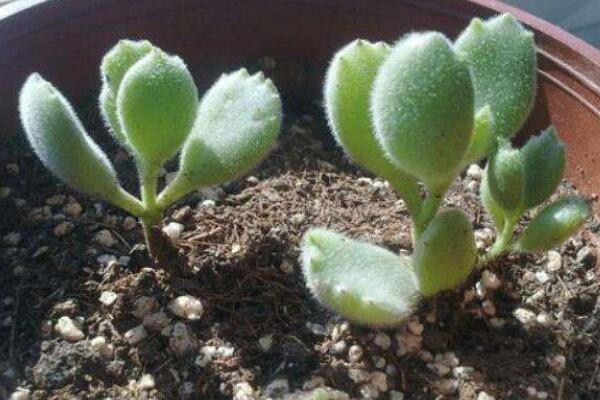 多肉熊童子的種植過(guò)程，熊童子種植詳細(xì)步驟介紹