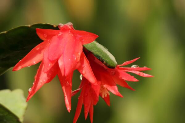 假曇花夏天怎么養(yǎng)護