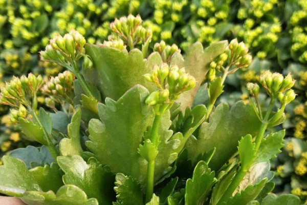 長(zhǎng)壽花冬季施什么肥