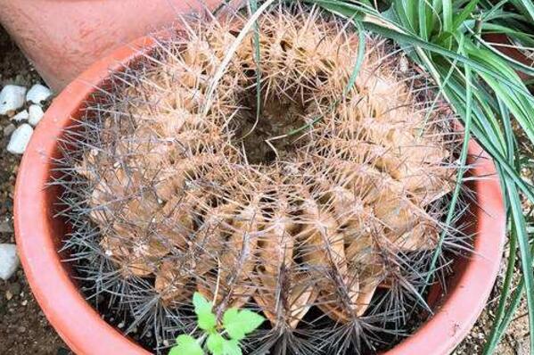 仙人球球體腐爛怎么回事，主要是日常管理的疏忽
