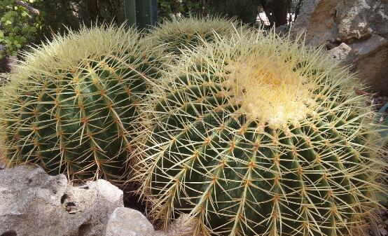 仙人掌適合在室內(nèi)種植嗎，吸收二氧化碳、釋放氧氣/天然氧吧