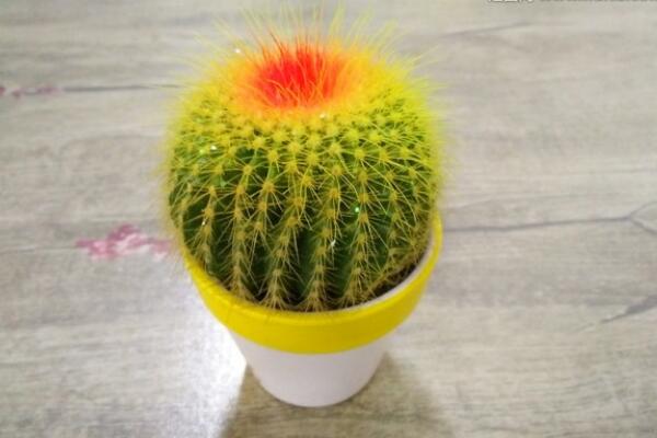 仙人球怎么種植，仙人掌種植經(jīng)驗分享